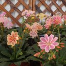 Lewisia Cotyledon 'Galaxy Mixed' Flower - 5 Seeds
