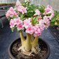 Light Pink Adenium Perennial Garden Bonsai - 2 Seeds