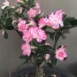 Light Pink Adenium Perennial Garden Bonsai - 2 Seeds