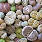 Lithops Mixed 36 Types Imported - 100 Seeds