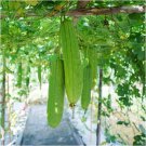 Loofah Giant Thick Climbing Sponge Gourd -  8 Seeds