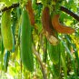 Loofah Giant Thick Climbing Sponge Gourd -  8 Seeds