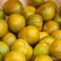Middle Yellow Tomato with Light Yellow Stripe Organic  - 300 Seeds