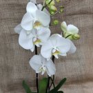 Mini Bonsai Orchid - 100 Seeds Mini Bonsai Orchid - 100 Seeds