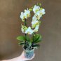 Mini Bonsai Orchid - 100 Seeds