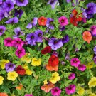 Mix Garden Petunia Shuttlecock Flower Horn Bonsai Flower - 200 Seeds Mix Garden Petunia Shuttlecock Flower Horn Bonsai Flower - 200 Seeds