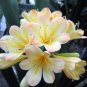 Mixed 8 Types of Clivia Seeds Indoor Ornamental Clivia Flowers Potted Plants - 1
