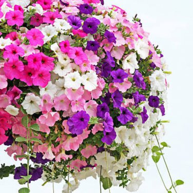 Mixed Colorful Hanging Garden Petunia Flower - 200 Seeds