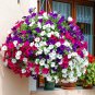 Mixed Colorful Hanging Garden Petunia Flower - 200 Seeds