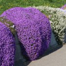 Mixed Creeping Thyme Seeds Mixed 6 Colors - 100 Seeds