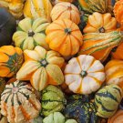Mixed Doll Pumpkin Ornamental Vegetables Edible - 10 Seeds Mixed Doll Pumpkin Ornamental Vegetables Edible - 10 Seeds