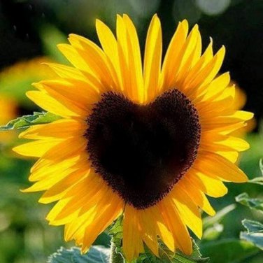 Mixed 10 Colors Sunflowers - 40 Seeds