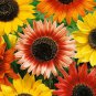 Mixed 10 Colors Sunflowers - 40 Seeds
