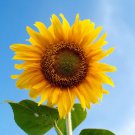 Mongolian Giant Sunflower - 15 Seeds