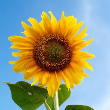 Mongolian Giant Sunflower - 15 Seeds