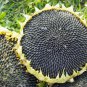 Mongolian Giant Sunflower - 15 Seeds