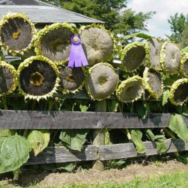 Mongolian Giant Sunflower - 20 Seeds