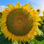 Mongolian Giant Sunflower - 20 Seeds