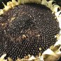 Mongolian Giant Sunflower - 20 Seeds