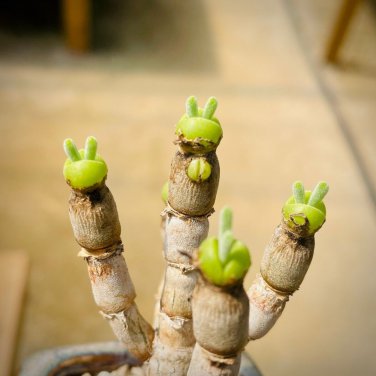Monilaria Moniliformem Bonsai - 100 Seeds