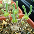 Monilaria obconica lovely green rabbit ears succulent bonsai plant - 10 Seeds Monilaria obconica lovely green rabbit ears succulent bonsai plant - 10 Seeds