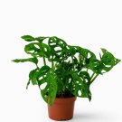 Monstera obliqua Flower Pot Plants Decor Pot Garden Turtle - 100 Seeds