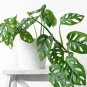 Monstera obliqua Flower Pot Plants Decor Pot Garden Turtle - 100 Seeds