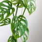 Monstera obliqua Flower Pot Plants Decor Pot Garden Turtle - 100 Seeds