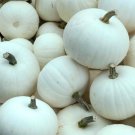 Moonshine Pumpkin Smooth Skinned White Pumpkin - 10 Seeds Moonshine Pumpkin Smooth Skinned White Pumpkin - 10 Seeds