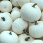 Moonshine Pumpkin Smooth Skinned White Pumpkin - 10 Seeds