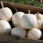 Moonshine Pumpkin Smooth Skinned White Pumpkin - 10 Seeds