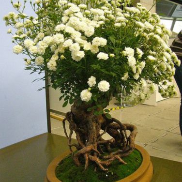 New Kathy Wade Hybrid Rose Shrub Bonsai Flowers - 50 Seeds