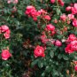 New Kathy Wade Hybrid Rose Shrub Bonsai Flowers - 50 Seeds