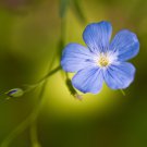 Giant Dark Blue & Light Blue Flax Linum Usitatissimum - 100 Seeds Giant Dark Blue & Light Blue Flax Linum Usitatissimum - 100 Seeds