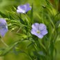 Giant Dark Blue & Light Blue Flax Linum Usitatissimum - 100 Seeds