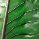 Giant Elephant Ear Dark Green Color - 100 Seeds Giant Elephant Ear Dark Green Color - 100 Seeds