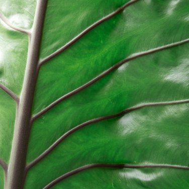 Giant Elephant Ear Dark Green Color - 100 Seeds