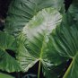 Giant Elephant Ear Dark Green Color - 100 Seeds