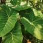 Giant Elephant Ear Dark Green Color - 100 Seeds