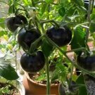 Black Pearl Tomato - 200 Seeds