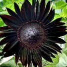 Heirloom Black Univalve Sunflower - 300 Seeds