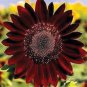 Heirloom Black Univalve Sunflower - 300 Seeds