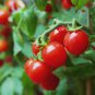 Heirloom Mini Bright Red Cherry Tomato Fruits - 100 Seeds