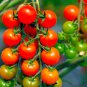 Heirloom Mini Bright Red Cherry Tomato Fruits - 100 Seeds