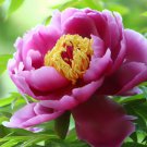 Heirloom Multi-petalled Pink Peony Tree 'Wu Zhi' Flower - 5 Seeds Heirloom Multi-petalled Pink Peony Tree 'Wu Zhi' Flower - 5 Seeds