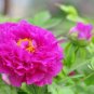 Heirloom Multi-petalled Pink Peony Tree 'Wu Zhi' Flower - 5 Seeds