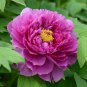 Heirloom Multi-petalled Pink Peony Tree 'Wu Zhi' Flower - 5 Seeds