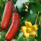 Heirloom New Cassabanana Sicana Odorifera - 10 Seeds Heirloom New Cassabanana Sicana Odorifera - 10 Seeds