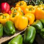 Heirloom Organic Green Bell Sweet Pepper - 40 Seeds