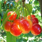 Heirloom Red Middle Sweet Cherry Fruits - 6 Seeds Heirloom Red Middle Sweet Cherry Fruits - 6 Seeds